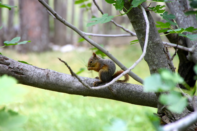 one of Owlsland's squirrels