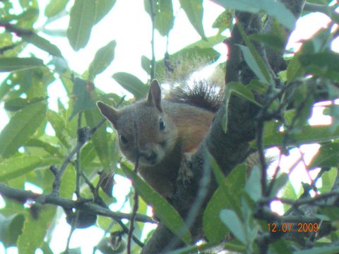 red squirrel in oak tree