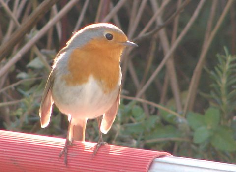 robin in winter
