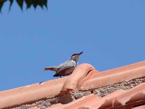 wild birds - rock nuthatch on roof