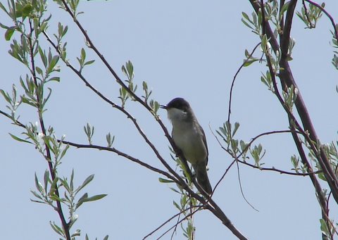 sardinian warbler in acacia