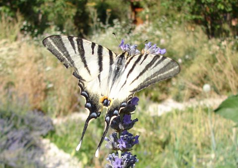 scarce swallowtail butterfly