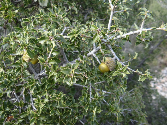 scrub oak with acorns