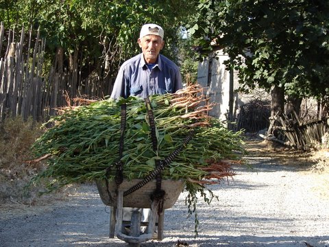 harvest - farmer with sesame plants