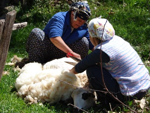 village women shearing sheep