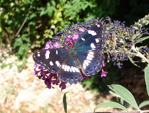 southern white admiral butterfly