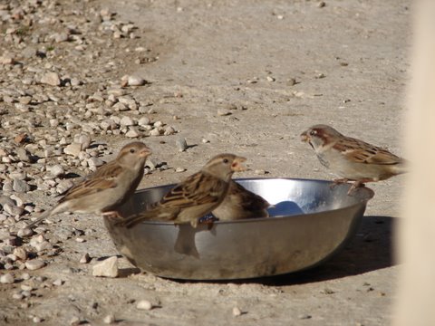 sparrows finishing off the dogs' dinner