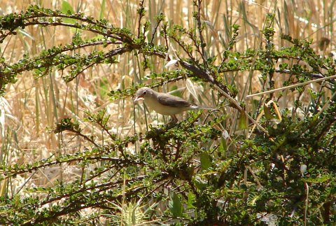 birding - spectacled warbler on cotoneaster