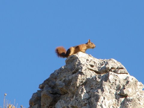 wildlife - red squirrel on a rock