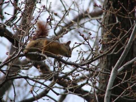 red squirrel in oak tree