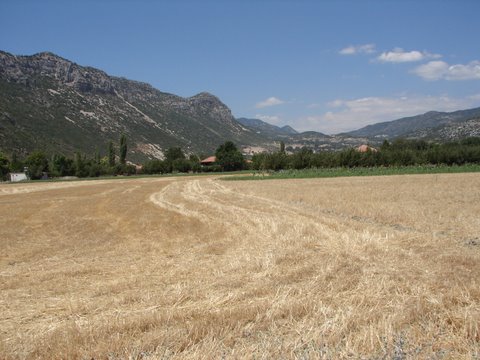 farming in Turkey - stubble field after the harvest