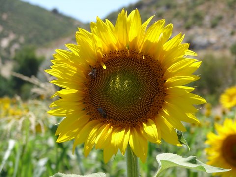 crops of Turkey - close-up of a sunflower