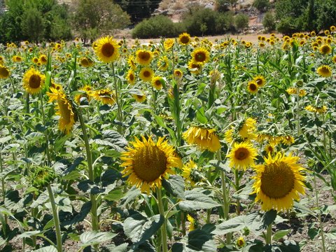farms - a field of sunflowers
