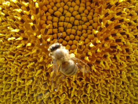 close-up of sunflower showing seeds