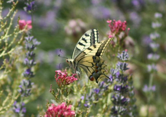 swallowtail butterfly on lavendar and valerian