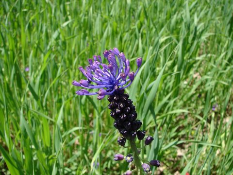 tassel hyacinth