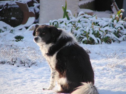 sheepdog in the snow