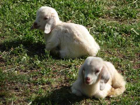 new baby goats