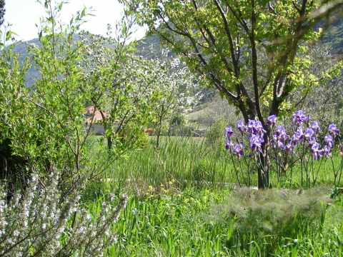 reeds & irises by the pond
