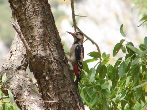 birds - woodpecker on an almond tree