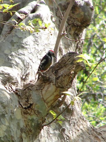 woodpecker