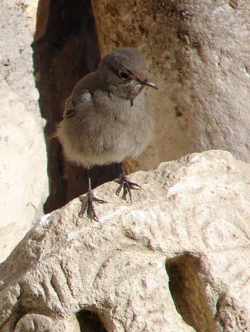 Turkey in Winter : farming, villagers, birds, wildflowers & wildlife of ...